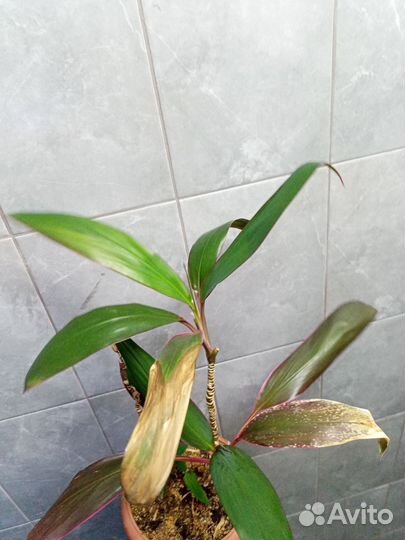 Кордилина мамбо