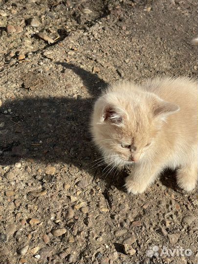 Кошки в добрые руки