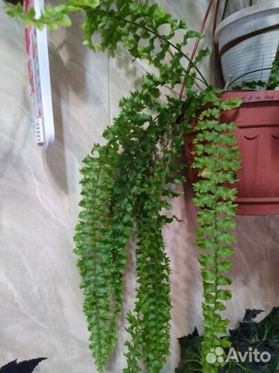 Папоротник нефролепис
