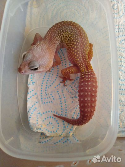 Гекконы, Эублефар