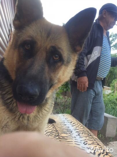 Собаки щенки