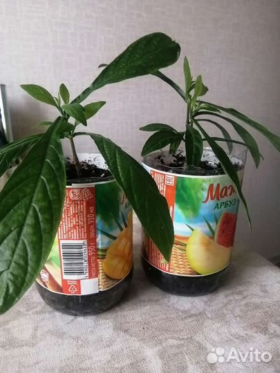 Пахистахис