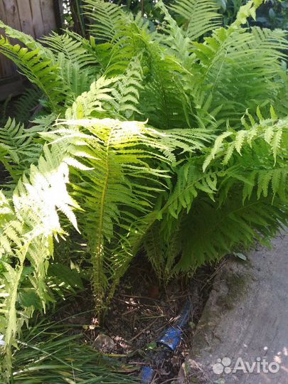 Папоротник