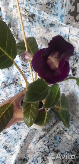 Цветы комнатные