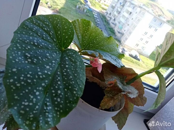 Бегония Пятнистая Королевская