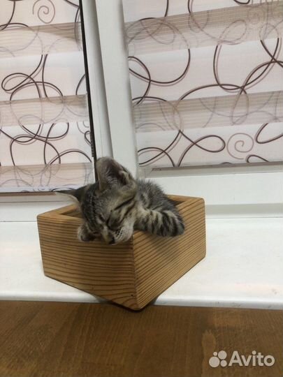 Отдам котенка в добрые руки