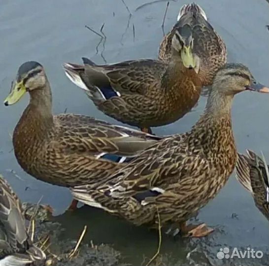 Утки подсадные