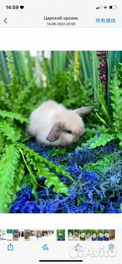 Кролики ручные ласковые