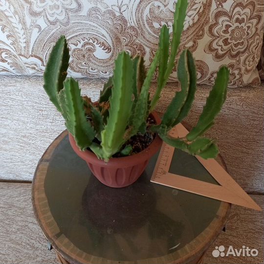 Суккуленты