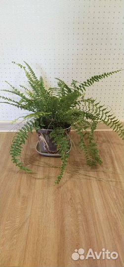 Папоротник комнатный