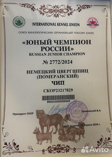 Померанский шпиц вязка