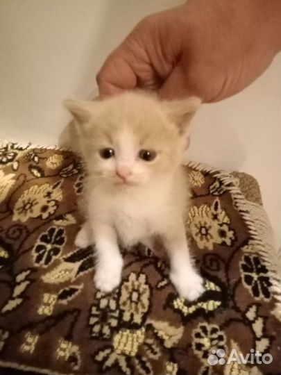 Котята (мальчики) в добрые руки