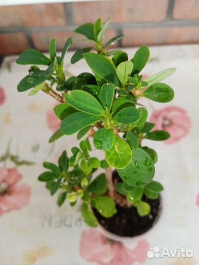 Эуфорбия Миля мелкоцветковая