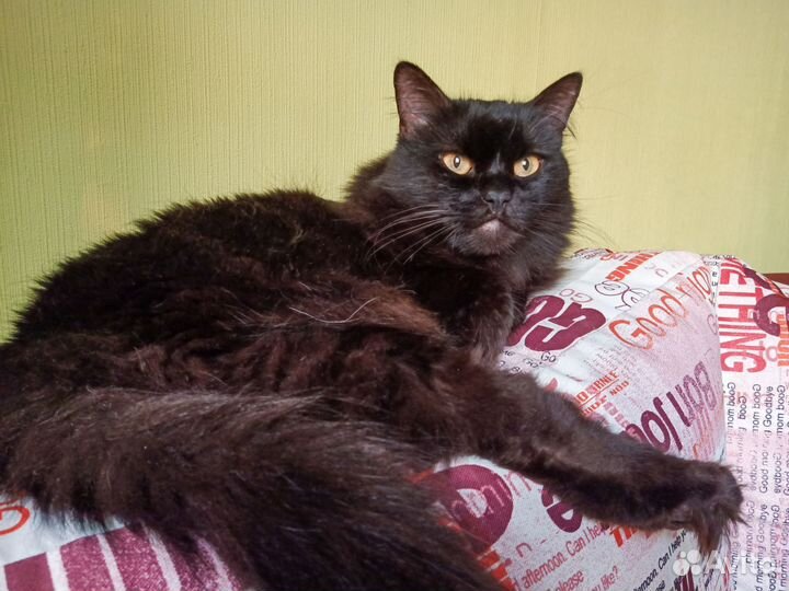 Передержка кошек