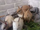 Милые карликовые кролики Ростов, Батайск объявление продам