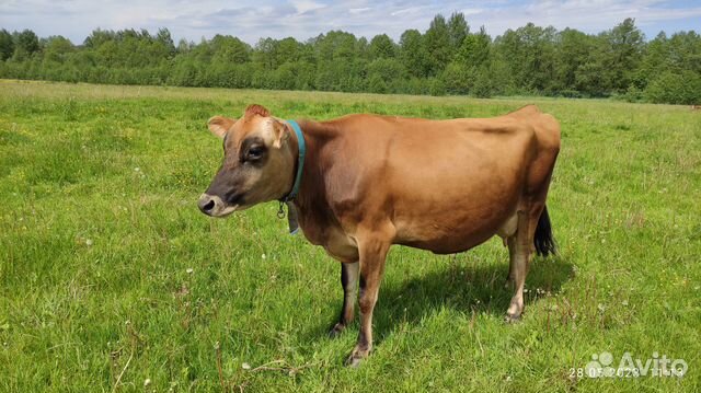Корова на продажу купить в Ногинске | Животные и зоотовары | Авито