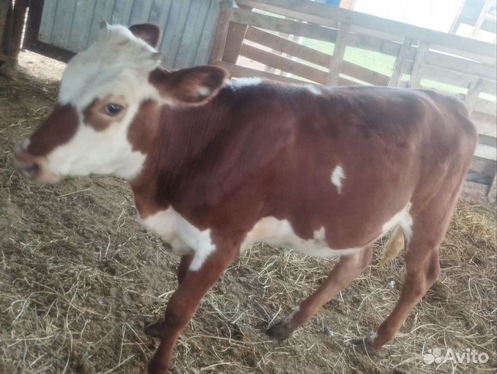 Бычок, телка