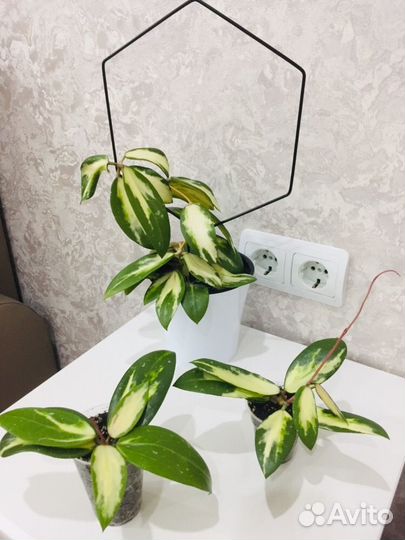 Хойя Акута