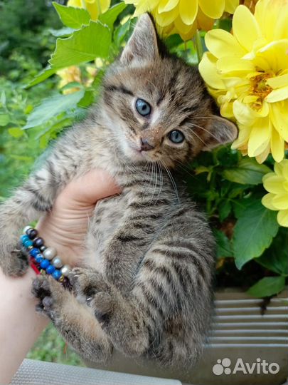 Котята в добрые руки 1 месяц