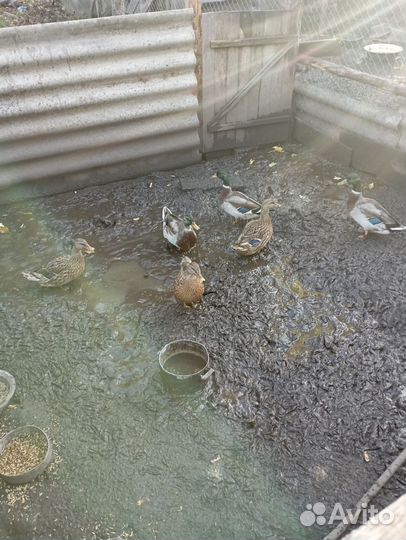 Подсадные утки для охоты