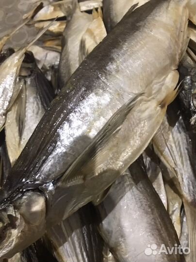 Продам вяленую рыбу воблу, чехонь