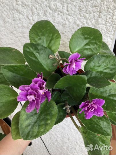 Фиалка цветущий молодой куст