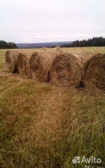 Продам сено в рулонах