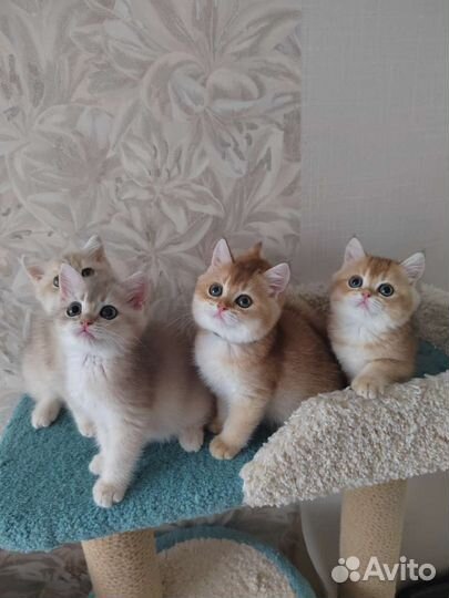 Золотые котята