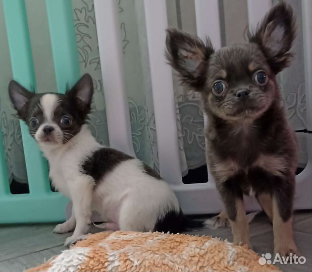 Щенки чихуахуа мальчик