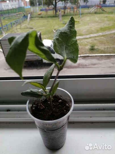 Комнатная экзотика