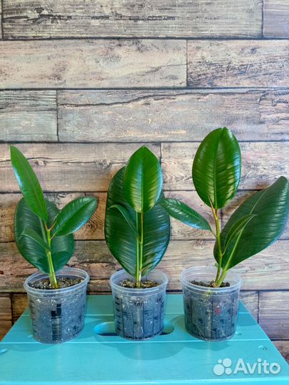 Фикус каучуконосный