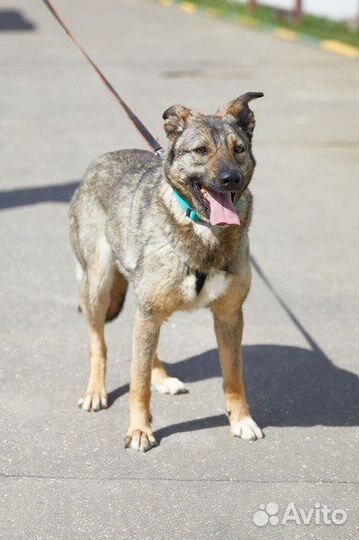 Скромная Джун в поисках хозяина
