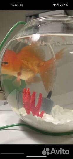 Аквариум для рыбки (круглый)