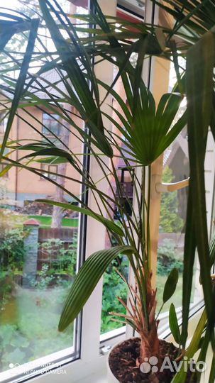 Трахикарпус форчуна