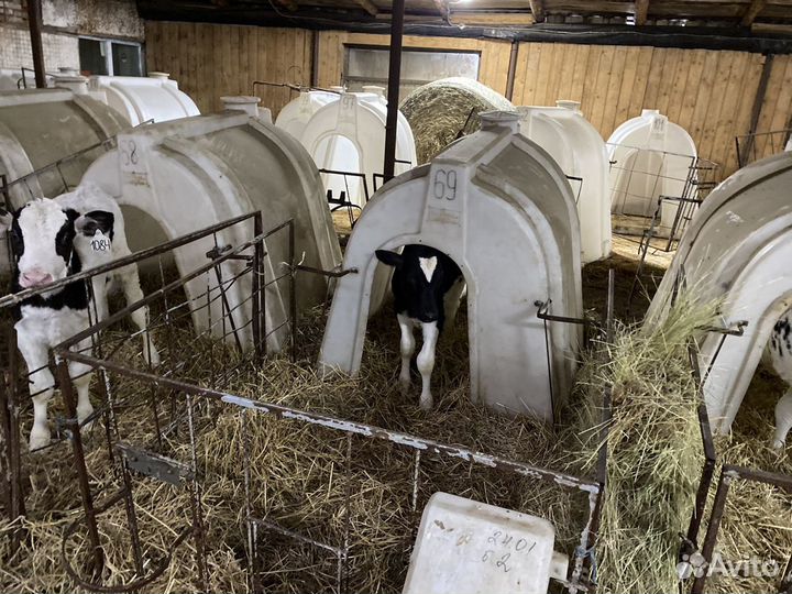 Бычки, телята. Холмогор