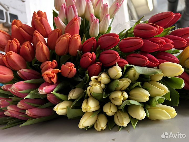 Тюльпаны оптом на 8 марта