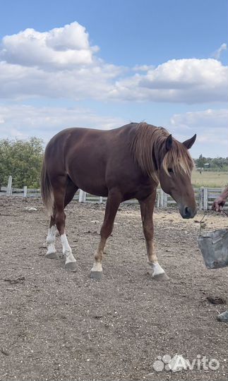 Лошадь жеребец