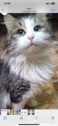 Кошки