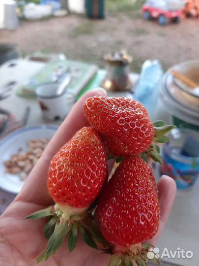 Облепиха, слива, боярка, саженцы