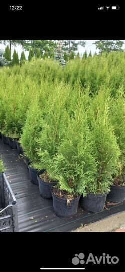 Туя западная Смарагд