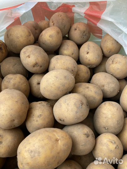 Свой картофель