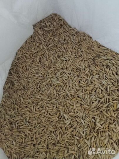 Ячмень, пшеница,овёс