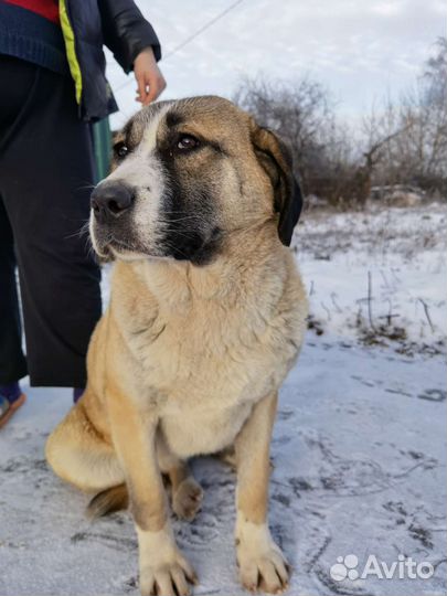 Метис алабая