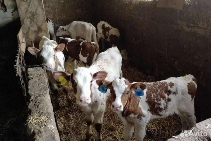 Телята бычки сементалы