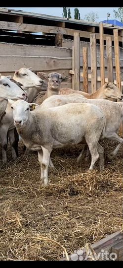 Катумские овцы ягнята