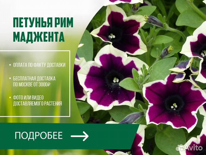 Петунья Рим Маджента