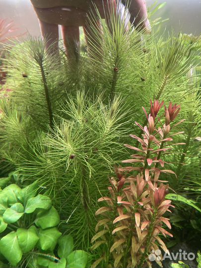 Растения для аквариума