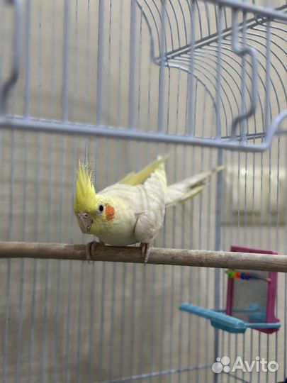 Попугай корелла