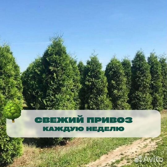 Туя брабант с наших полей