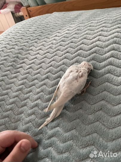 Волнистый попугай